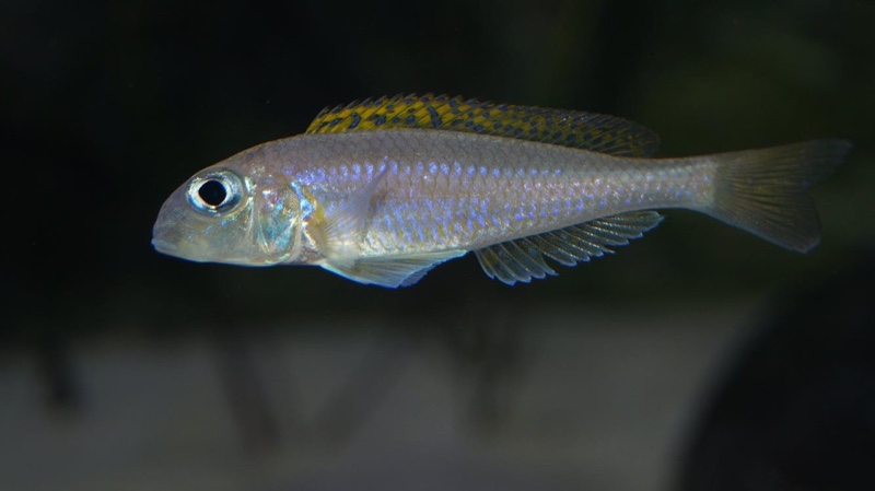 Xenotilapia flavipinnis 'Kagunga'